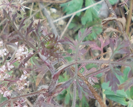 Daucus carota